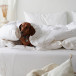 Hotell dyne & pute