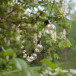 LED Light String Partaj 450 cm