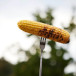 Sausage Fork Fredde